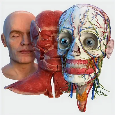 [Константин Берман] [Массажная школа Елены Земсков_0.png